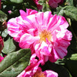 Polkagrisros 'Rosa Mundi' 1-pack barrot