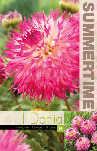 Kaktus Dahlia 'Pinelands Princess' 1st