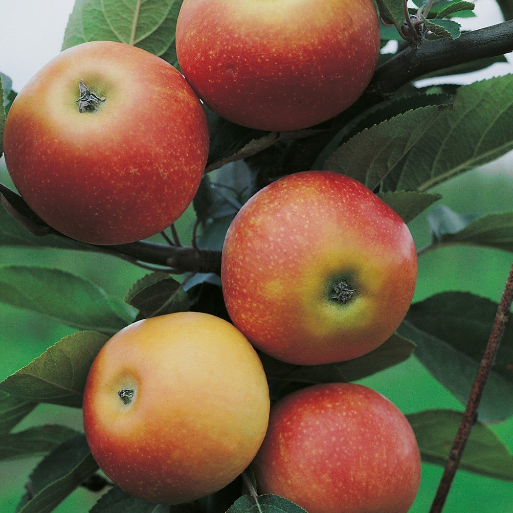 Äpple 'Discovery' E MM111 co