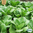 Pak Choi 'White Celery Mustard' KRAV-märkt