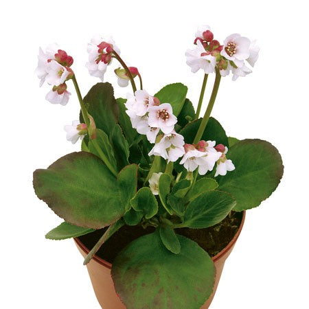 Bergenia 'Harzkristall' 12cm kruka