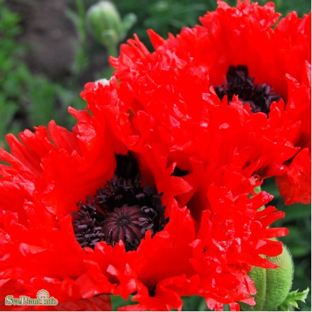 Jättevallmo 'Türkenlois' 1st barrotad