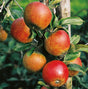 Äpple 'Aroma' E B9 co Inkl. Uppbindning