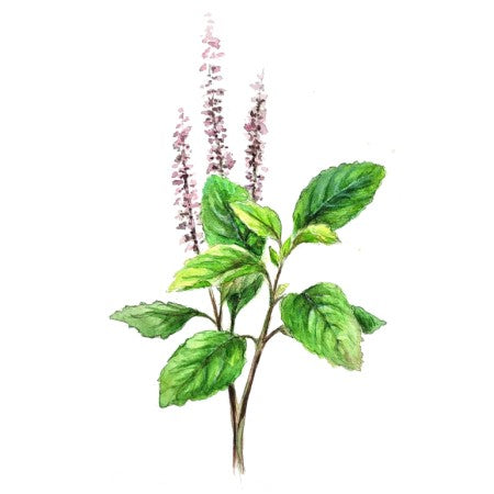 Basilika 'Helig Tulsi'
