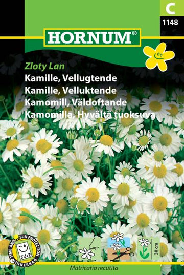 Kamomill 'Zloty Lan' frö