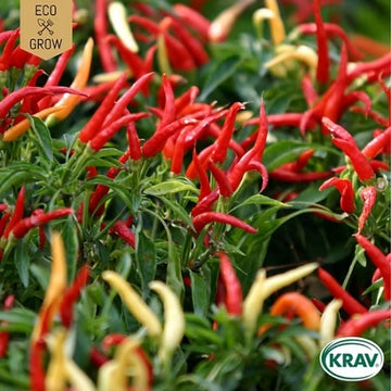 Spansk Peppar 'Poupila' KRAV-märkt