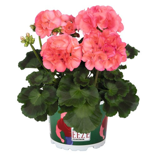 Zonalpelargon 'Big Eeze Watermelon' 12cm kruka
