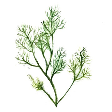 Dill Svenskodlat frö
