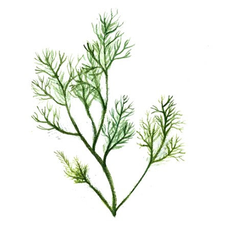 Dill Svenskodlat frö