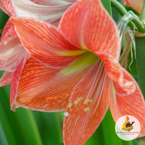 Amaryllis 'Terra Cotta Star' 1st