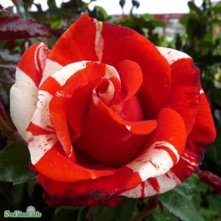 Floribundaros 'Hanky Panky' 1-pack barrot