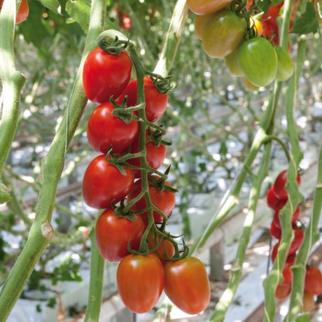 Plommontomat 'Ardiles' F1 Frö