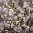 Dvärgkörsbär 'Kojou-no-mai' Sh 60