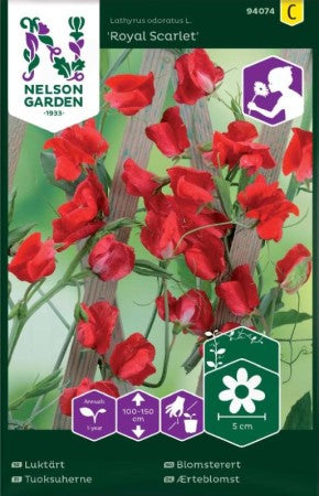 Luktärt 'Royal Scarlet'