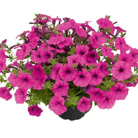 Petunia 'Vista Pure Raspberry' - 3 plantor