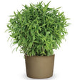 Glanstagetes '4 Seasons Tarragon' 10,5cm kruka
