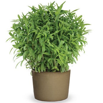 Glanstagetes '4 Seasons Tarragon' 10,5cm kruka