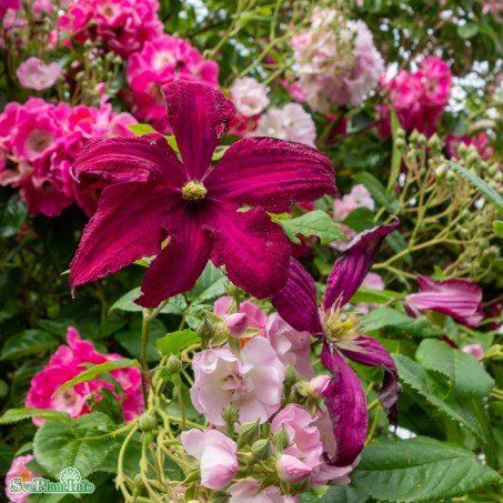Klematis 'Madame Julia Correvon' 3-pack