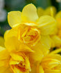 Stjärnnarciss 'Golden Delicious' 5st