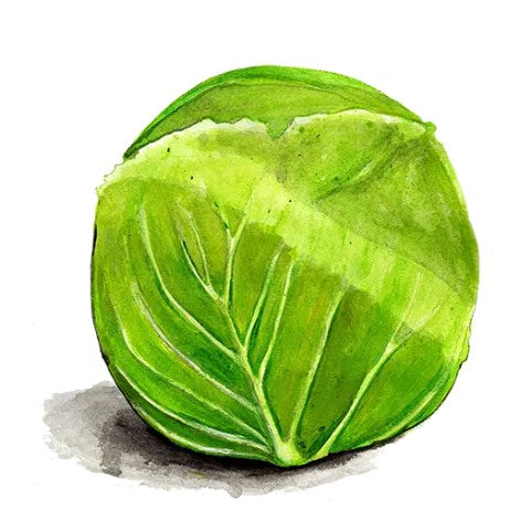 Vitkål 'Donator' Svenskodlat frö