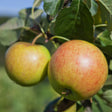 Äpple 'Filippa' E MM111 co