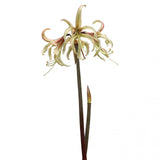 Afrikansk Amaryllis 'Juniper'
