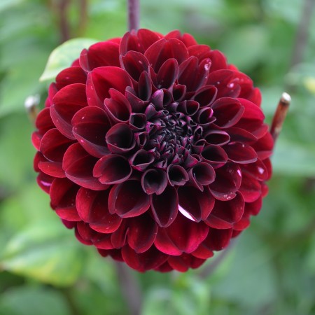 Pompon Dahlia 'Natal' 1st
