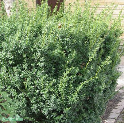 Hybrididegran 'Hicksii' 50-60 co