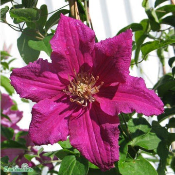 Klematis 'Ernest Markham' 3-pack