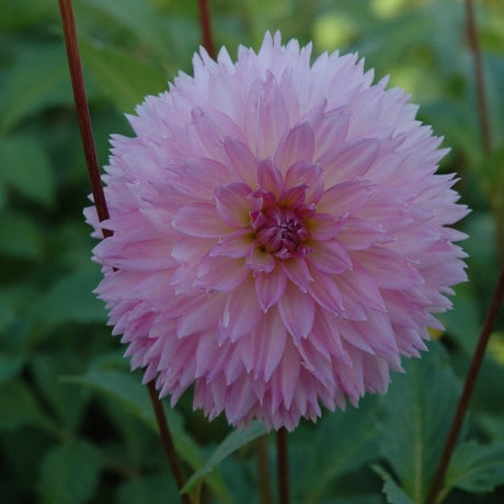 Fransad Dahlia 'Sakura Fubuki' 1st