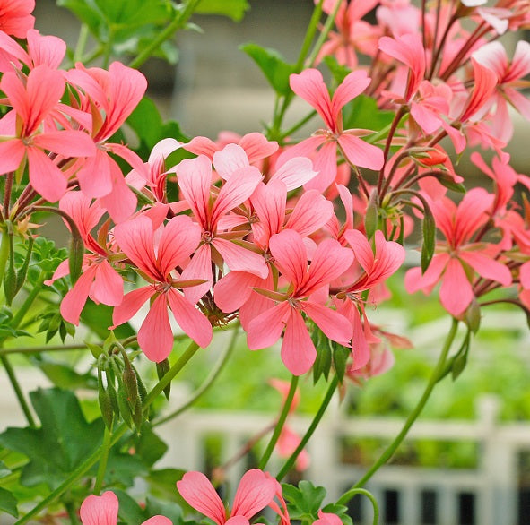 Kaskadpelargon 'Decora Pink' 12cm kruka