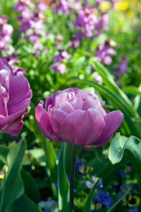 Dubbel Sen Tulpan 'Blue Diamond' 8st