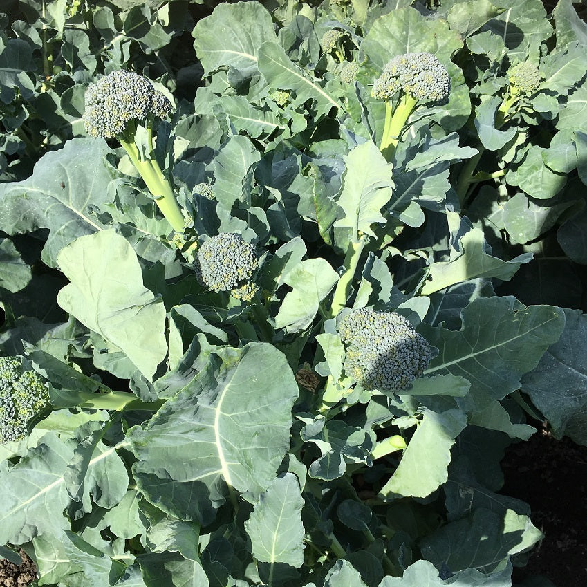Broccoli 'Sibsey' F1 Frö