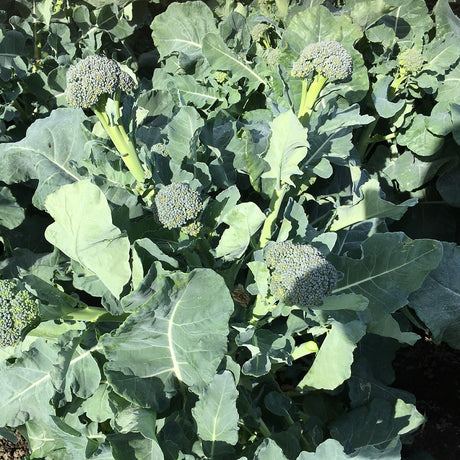 Broccoli 'Sibsey' F1 Frö