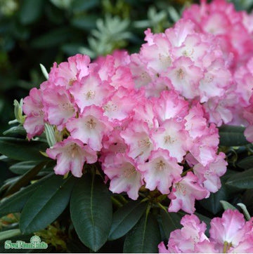 Rhododendron 'Fantastica' co 20-25cm 3-pack