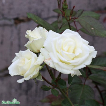 Modern Buskros 'White Nights' 5-pack barrotad