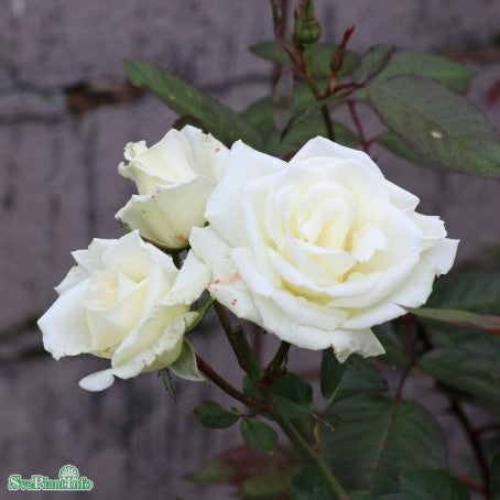 Modern Buskros 'White Nights' 10-pack barrotad