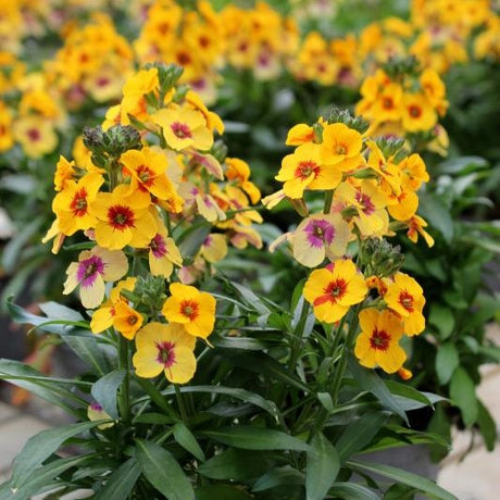 Gyllenlack 'Winter Spirit' 12cm kruka