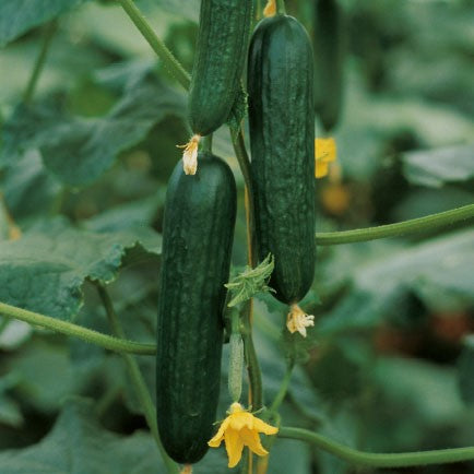 Minigurka 'Passandra' F1 Frö