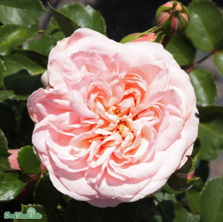 Floribundaros 'Dronning Margrethe' 1-pack Barrotad