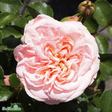 Floribundaros 'Dronning Margrethe' 1-pack Barrotad