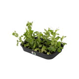 Green Basics 'Odlingstråg' M - Living Black