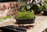 Green Basics Odlingstråg S - Living Black