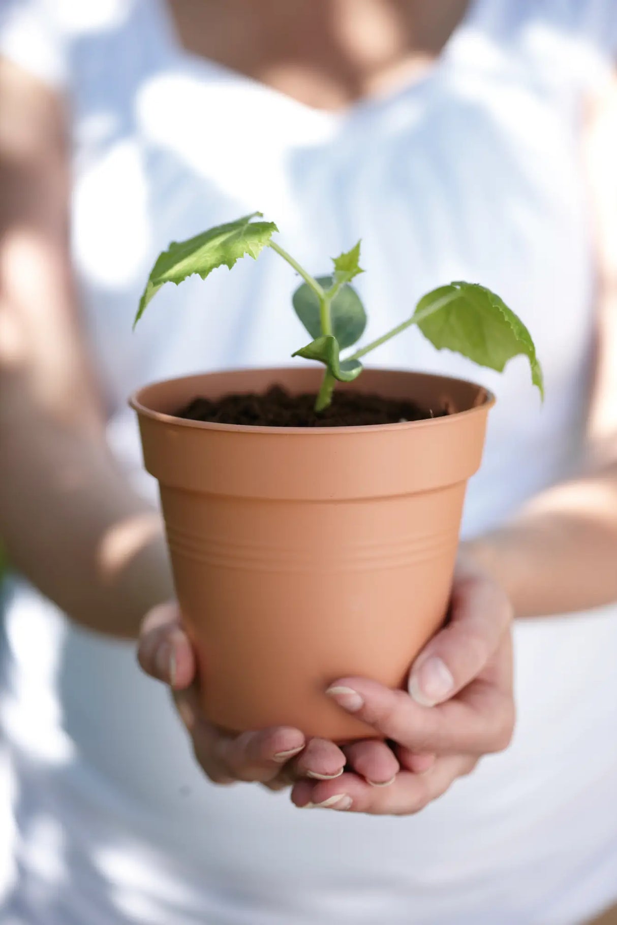 Green Basics Growpot 24cm - Terracotta