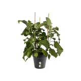 Green Basics Growpot 21cm - Living Black