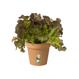 Green Basics Growpot 11cm - Terracotta