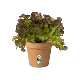 Green Basics Growpot 15cm - Terracotta