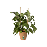 Green Basics Growpot 19cm - Terracotta