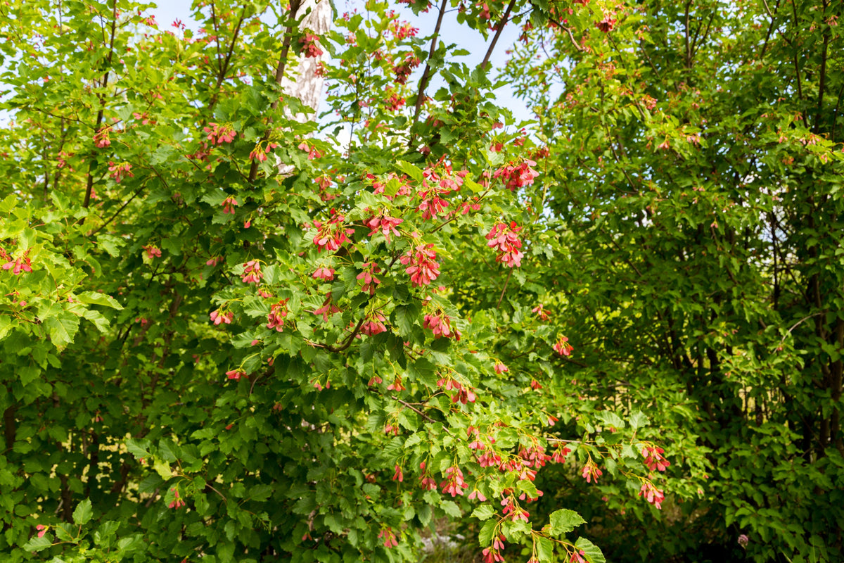 Ginnalalönn Solitär 150-200 cm