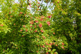 Ginnalalönn Solitär 150-200 cm